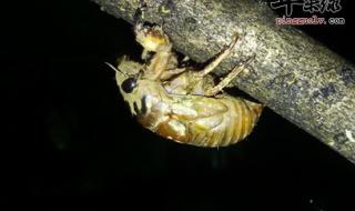 知了猴的营养价值